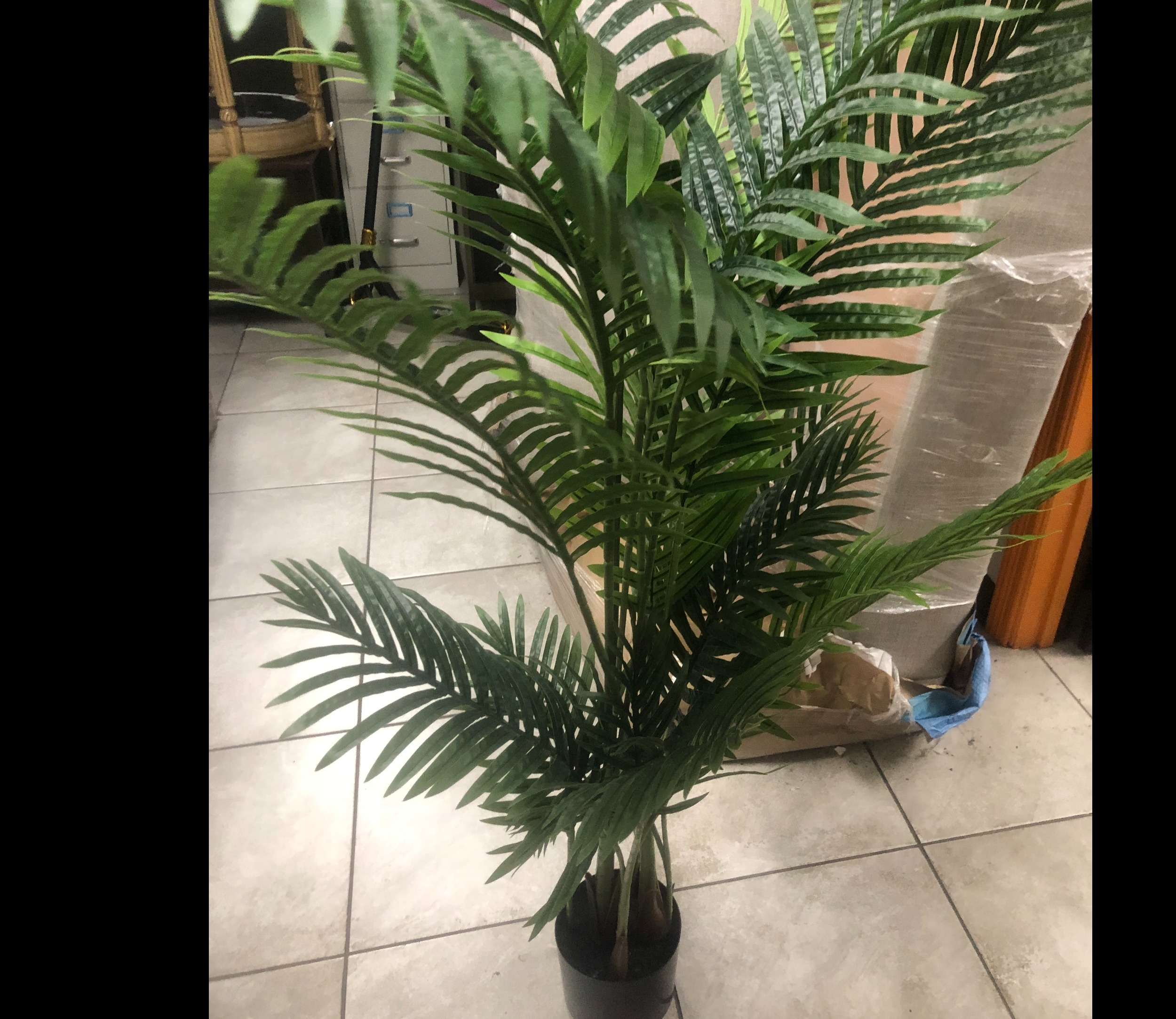 Arbol Palmera
