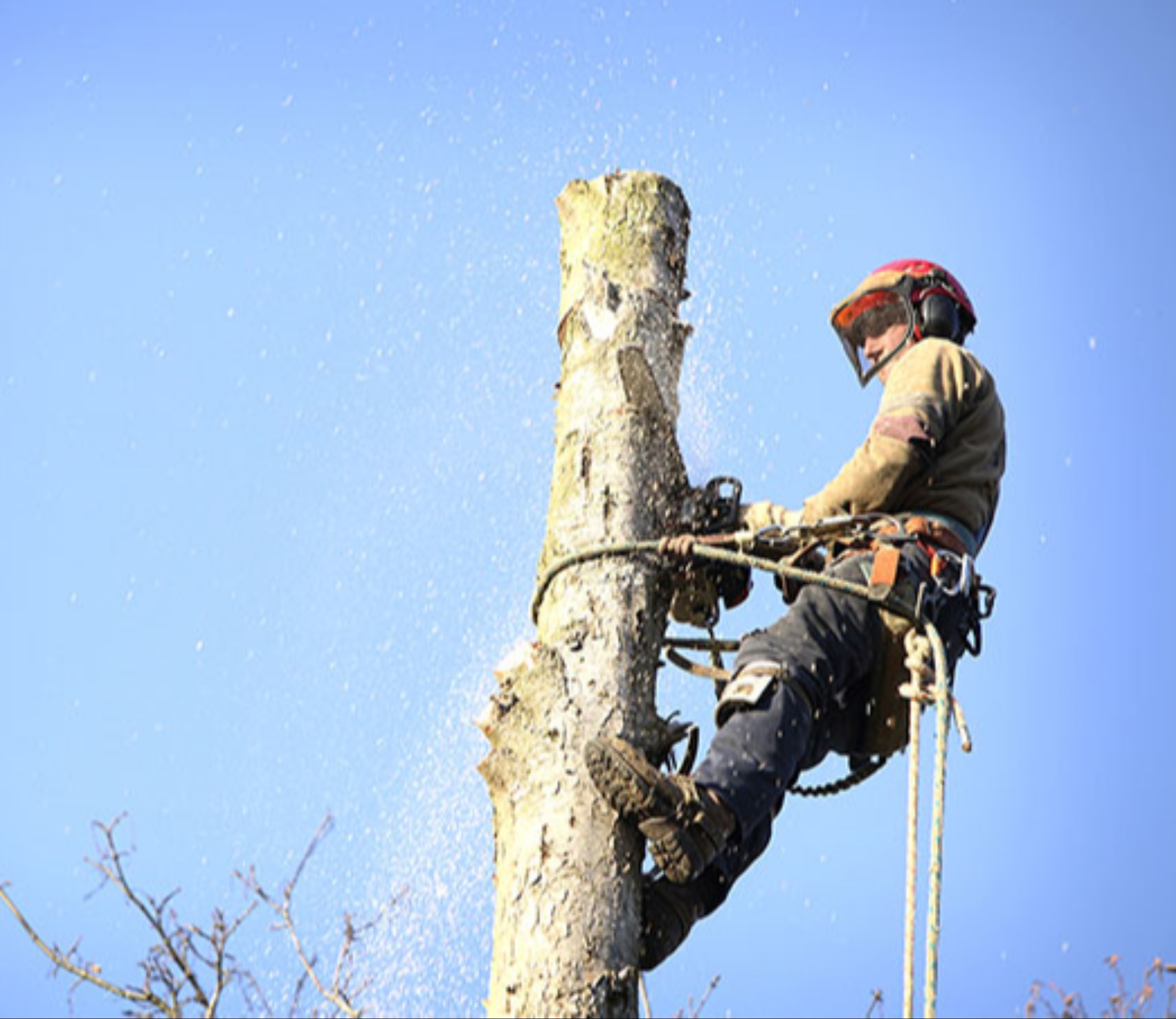 Tree Service contrata podadores de árboles